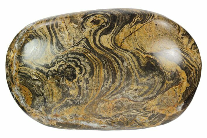 Polished Stromatolite (Greysonia) Pebble - Bolivia #126349
